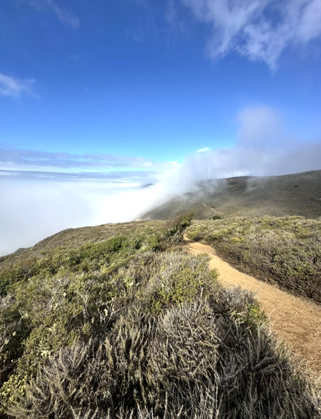 Foggy California coastal trail